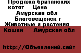 Продажа британских котят  › Цена ­ 10 000 - Амурская обл., Благовещенск г. Животные и растения » Кошки   . Амурская обл.